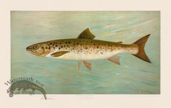 Atlantic Salmon